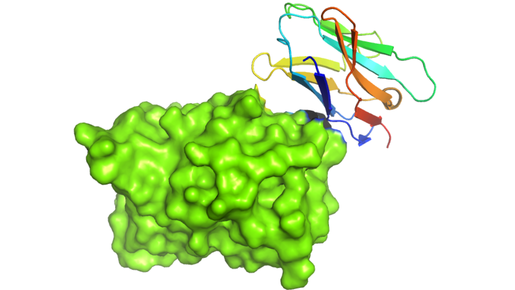 protein-nanobody complex image